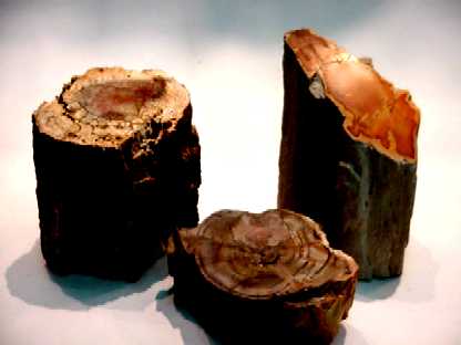 Madeira Petrificada